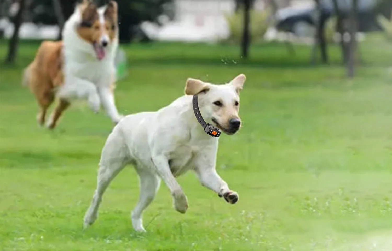 Fatigué De Perdre Votre Chien ?