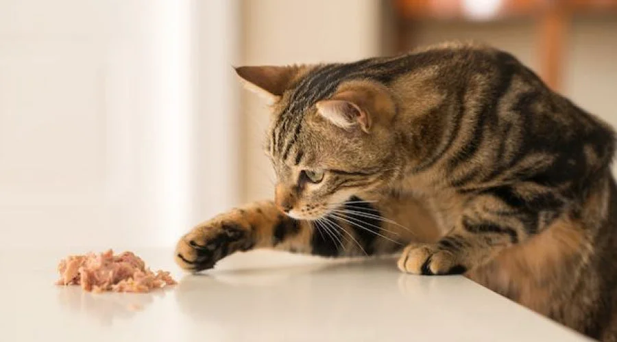 Fatigué De Vous Inquiéter pour les Repas de Votre Chat ?