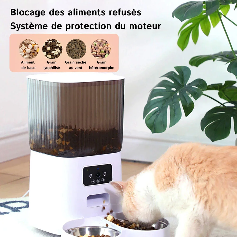 Inquiet De l'Alimentation Irrégulière de Votre Chat ?
