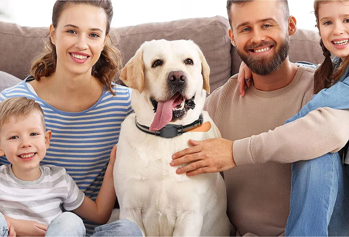 Inquiet De La Sécurité De Votre Chien ?