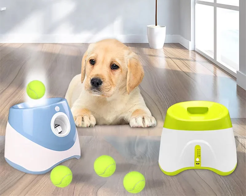 Inquiet De L'Inactivité De Votre Chien ?